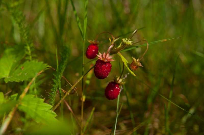 wędkarstwo w norwegii